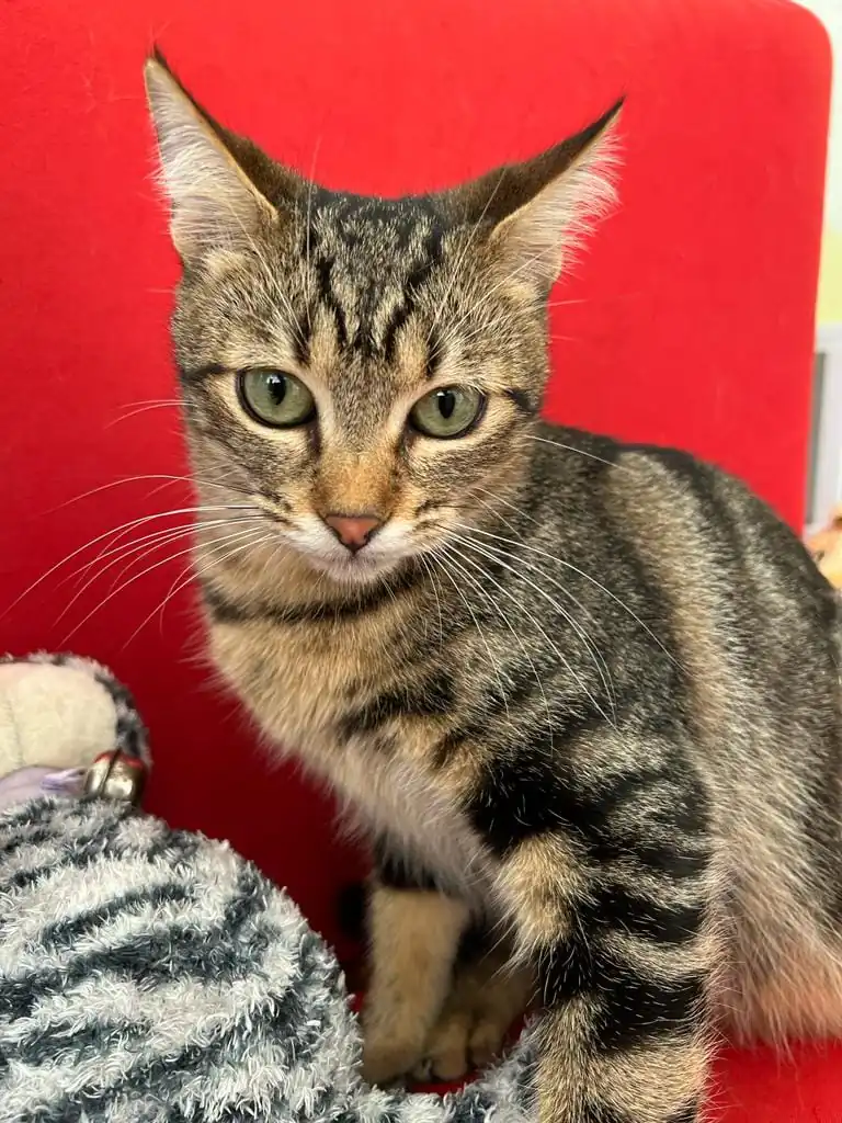 Amigos de los animales callejeros de Alcocebre1