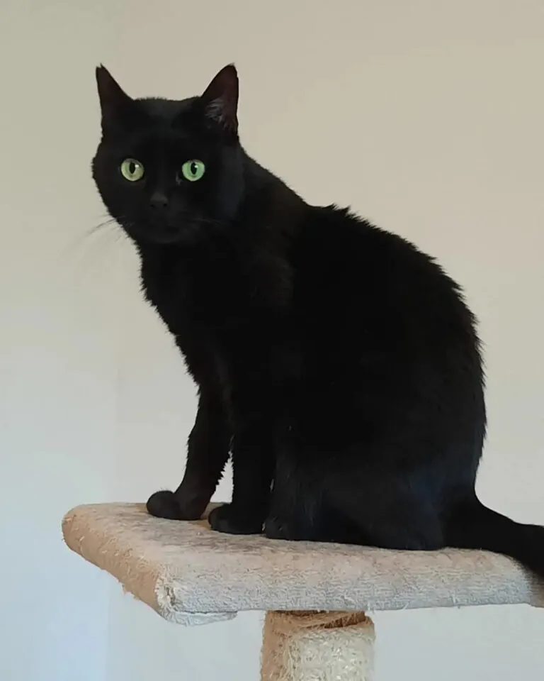 Amigos de los animales callejeros de Alcocebre2 768x960