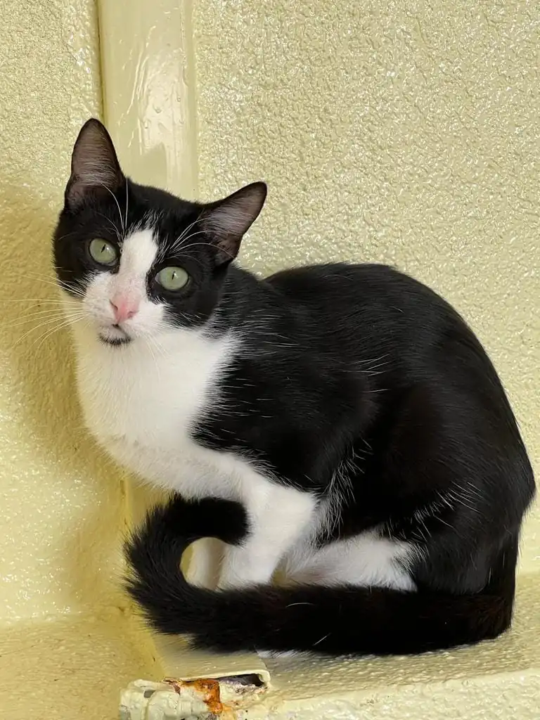 Amigos de los animales callejeros de Alcocebre3