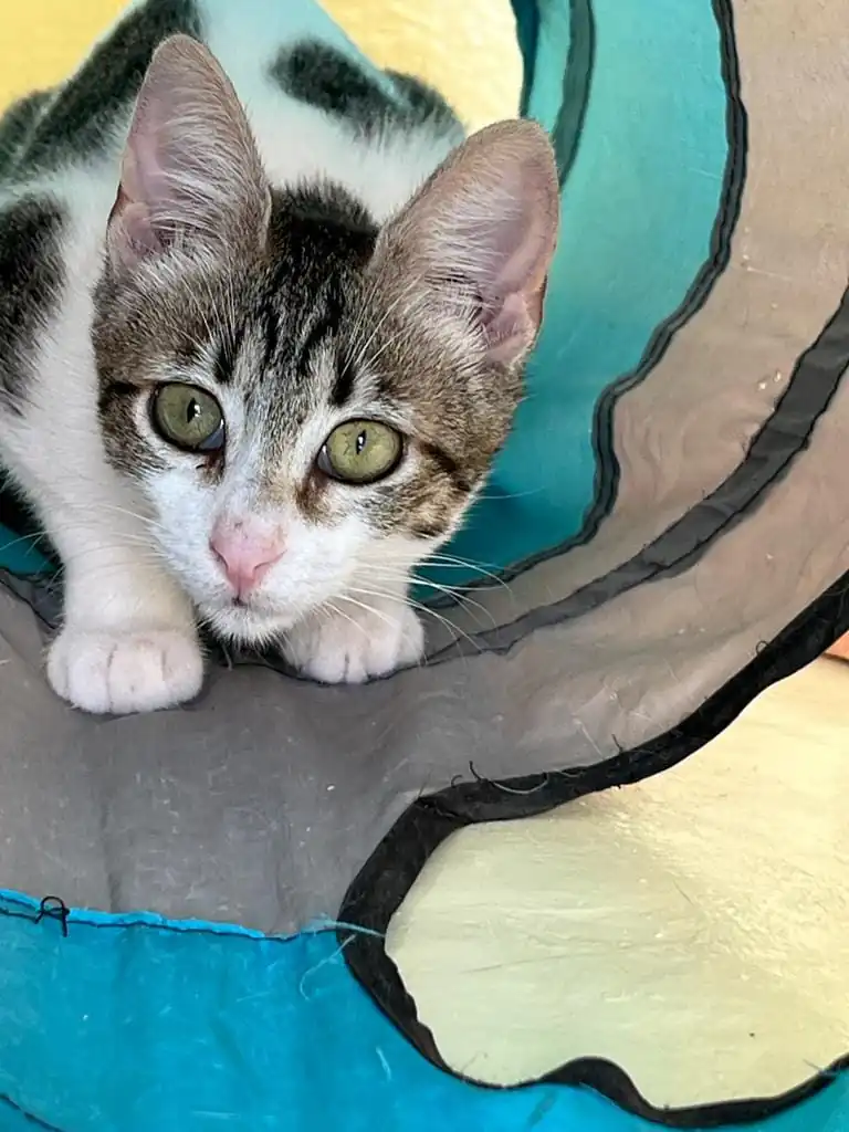 Amigos de los animales callejeros de Alcocebre4