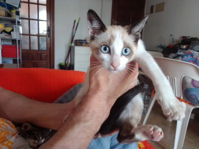 Amigos de los animales callejeros de Alcocebre5 768x576