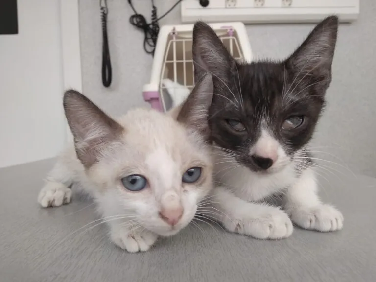 Amigos de los animales callejeros de Alcocebre6 768x576