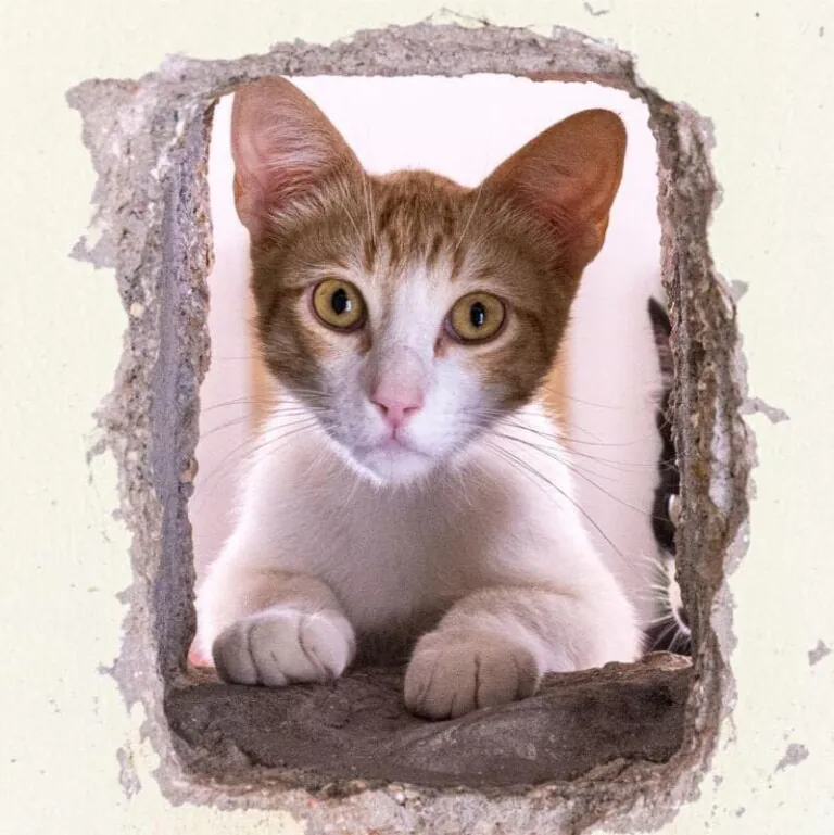 Animalcazar1 768x769