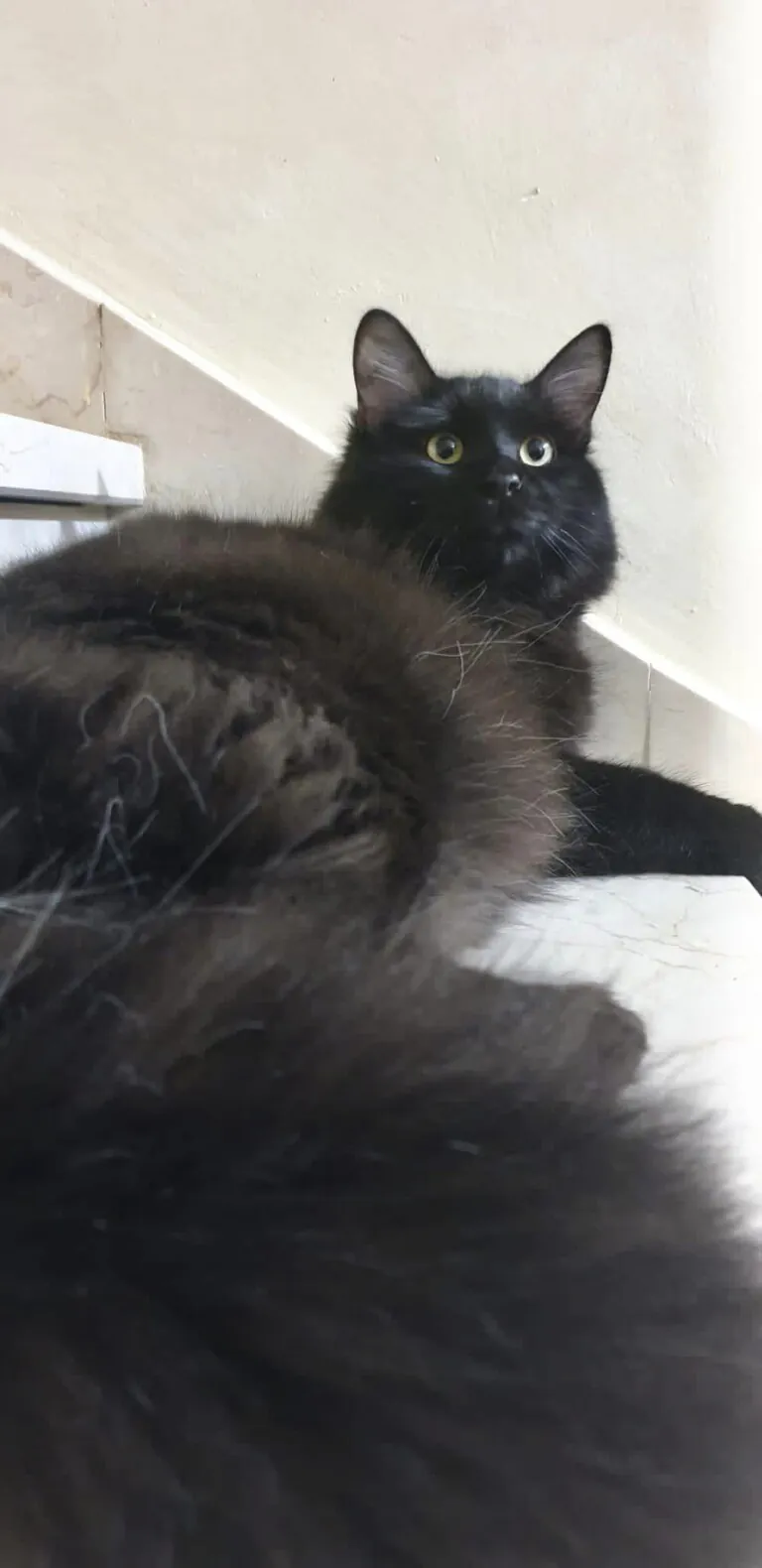 Animalcazar2 768x1580