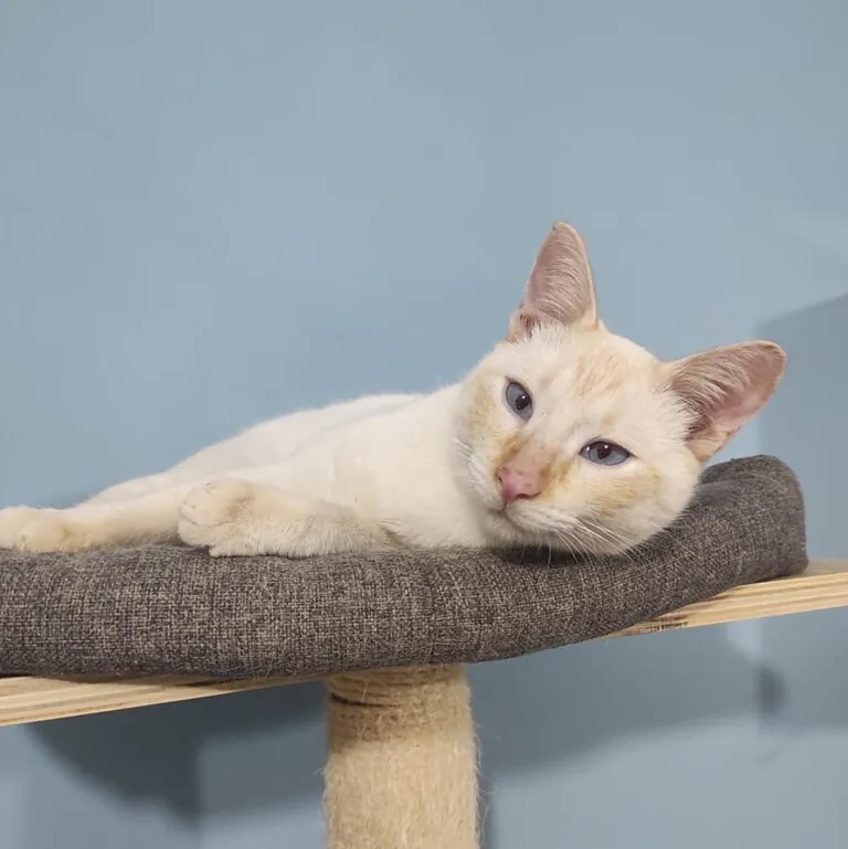 Animalcazar6 768x769