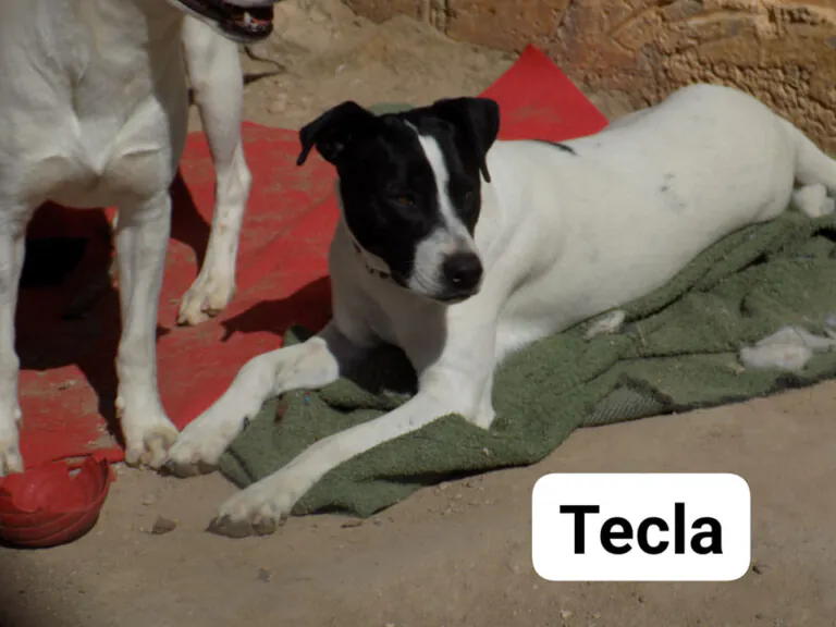 Apayma Argamasilla4 768x576