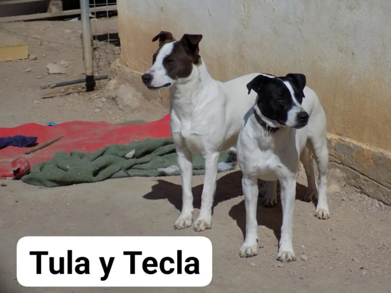 Apayma Argamasilla5 768x576