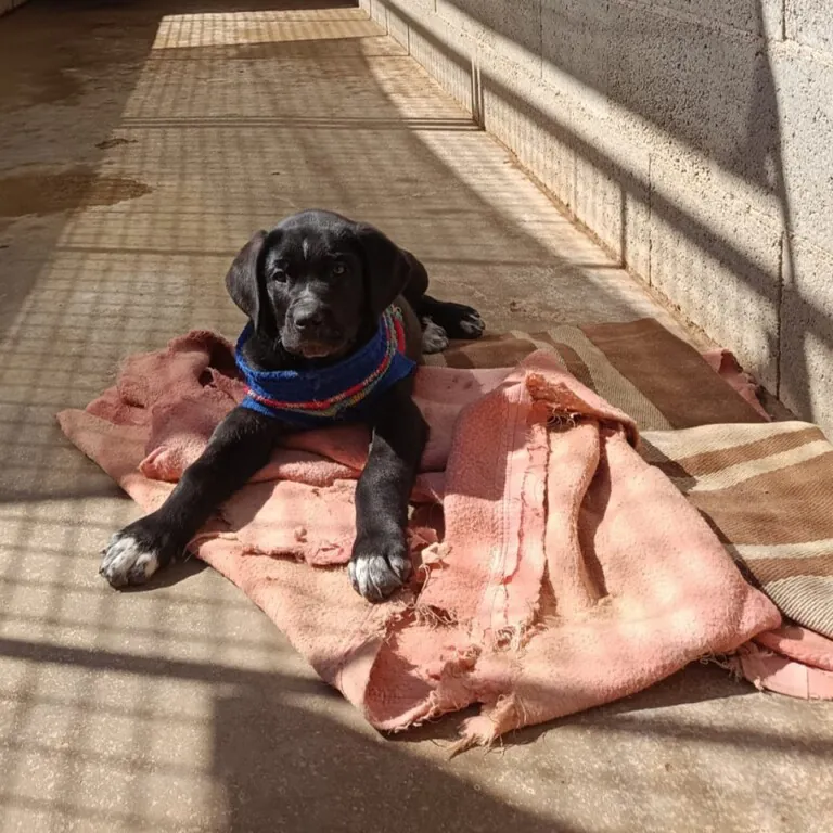 Apayma Argamasilla6 768x768