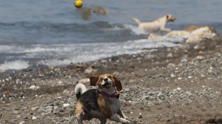 Arroyo Totalan Playa para Perros en Malaga