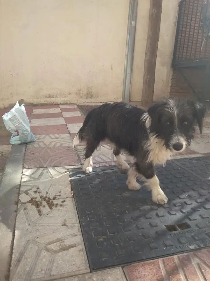 Asociacion Animalista Montes Orientales2