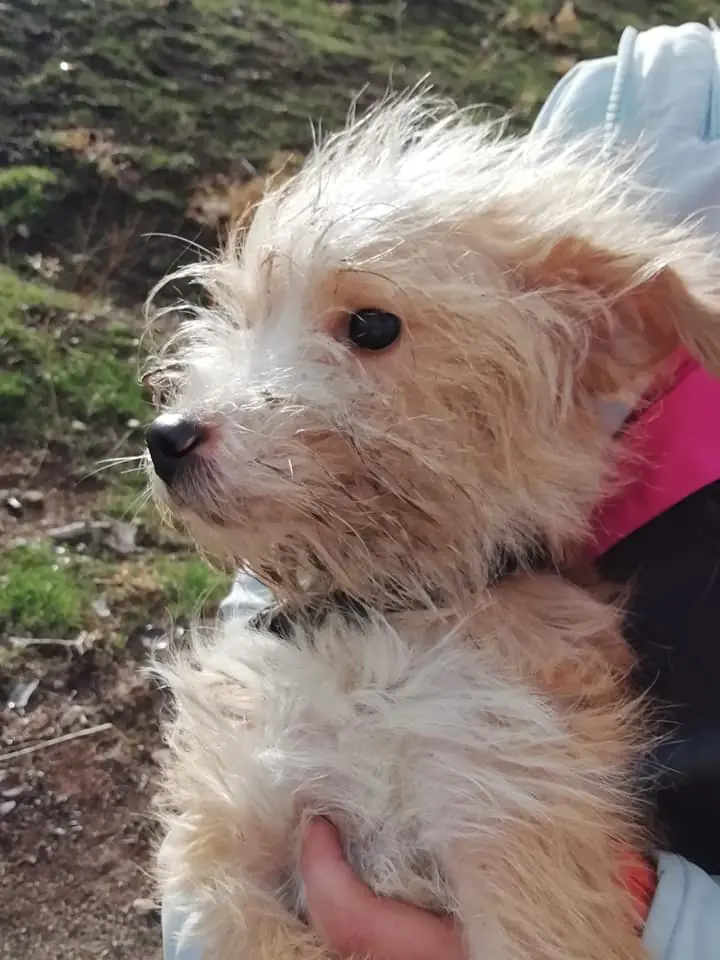 Asociacion Animalista Montes Orientales4