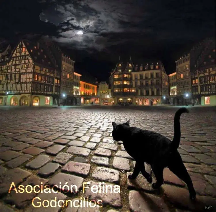 Asociacion Felina Godoncillos logo