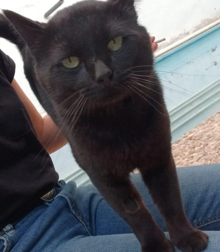 Asociacion Felina Godoncillos1 768x880