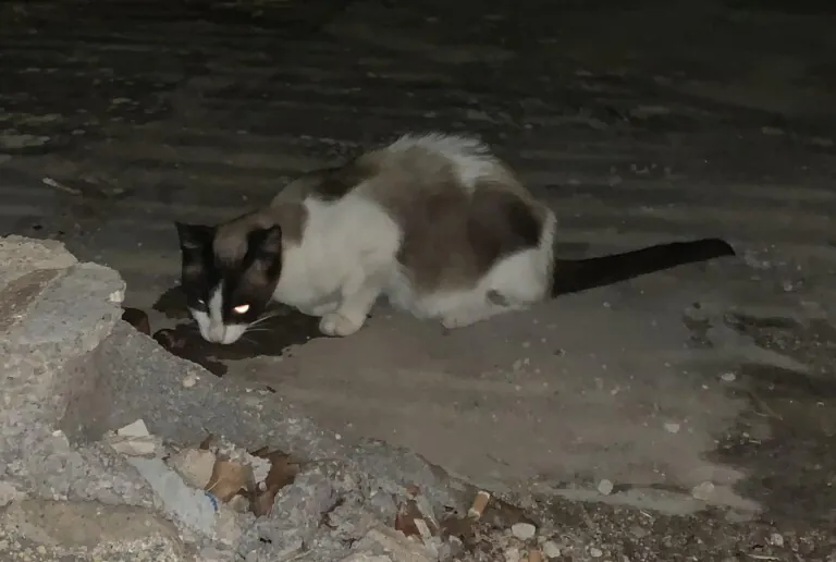 Asociacion Felina Godoncillos2 768x516