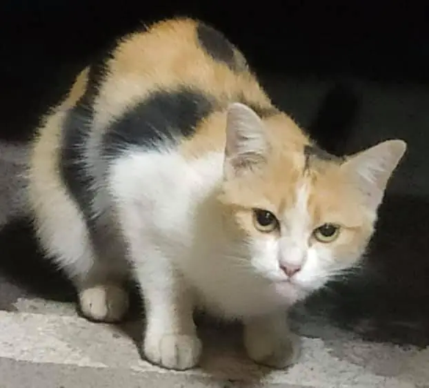 Asociacion Felina Godoncillos4