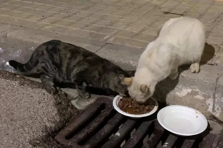 Asociacion Felina Godoncillos6 768x509