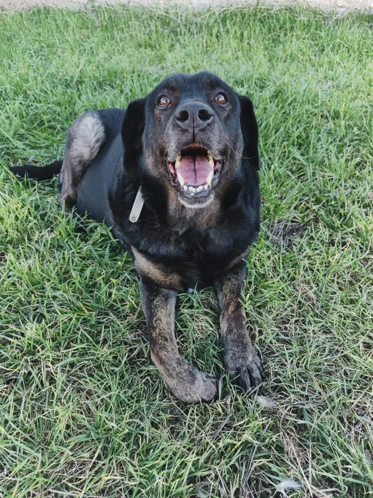 Asociacion huellas felices1 768x1024