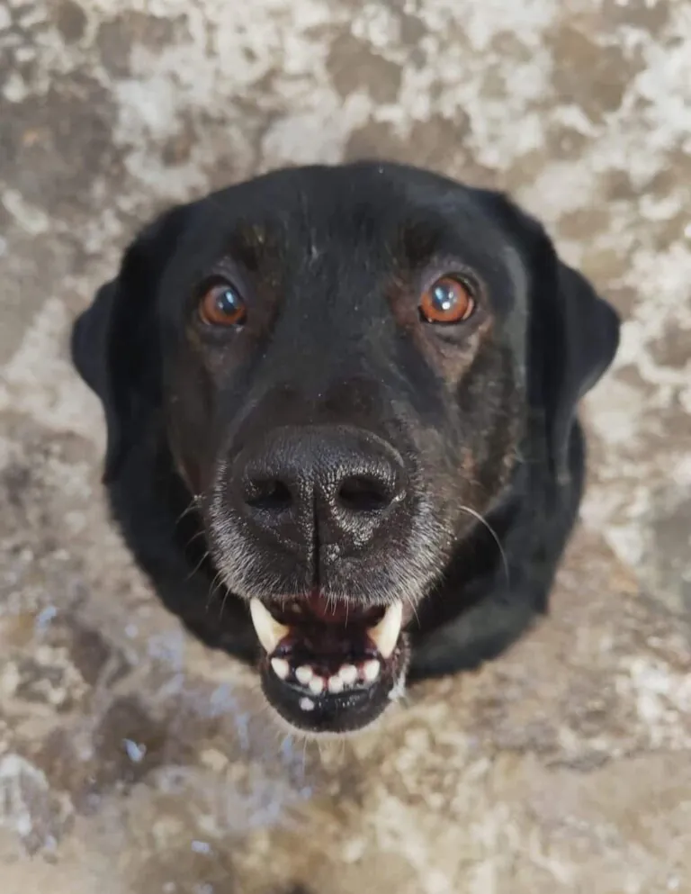 Asociacion huellas felices2 768x993