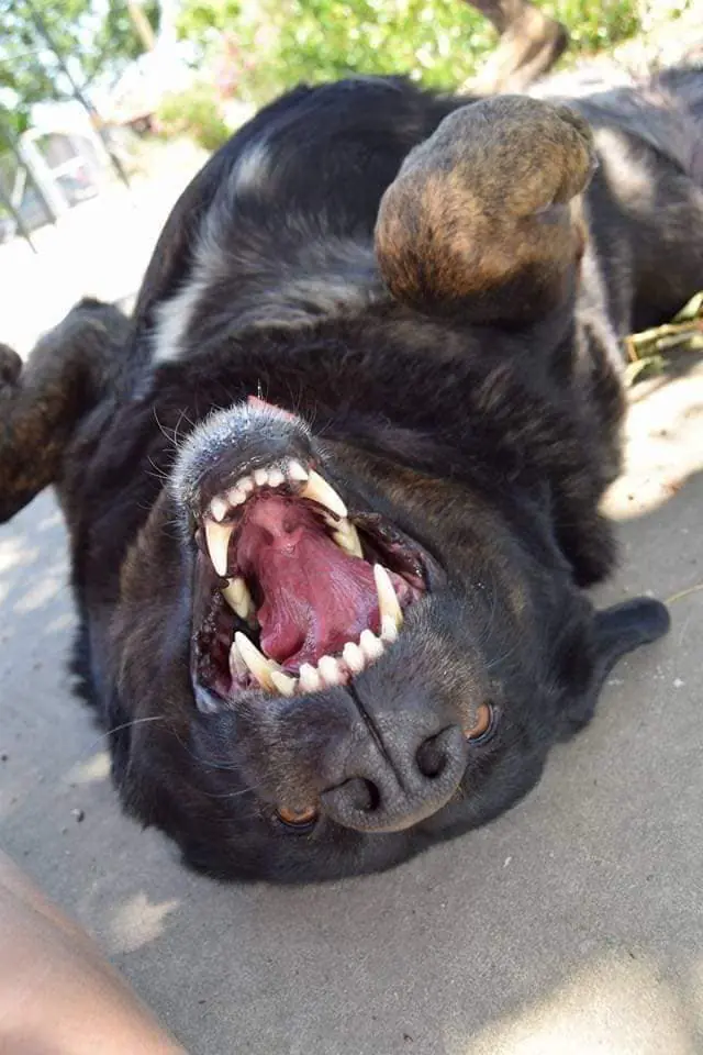 Asociacion huellas felices3