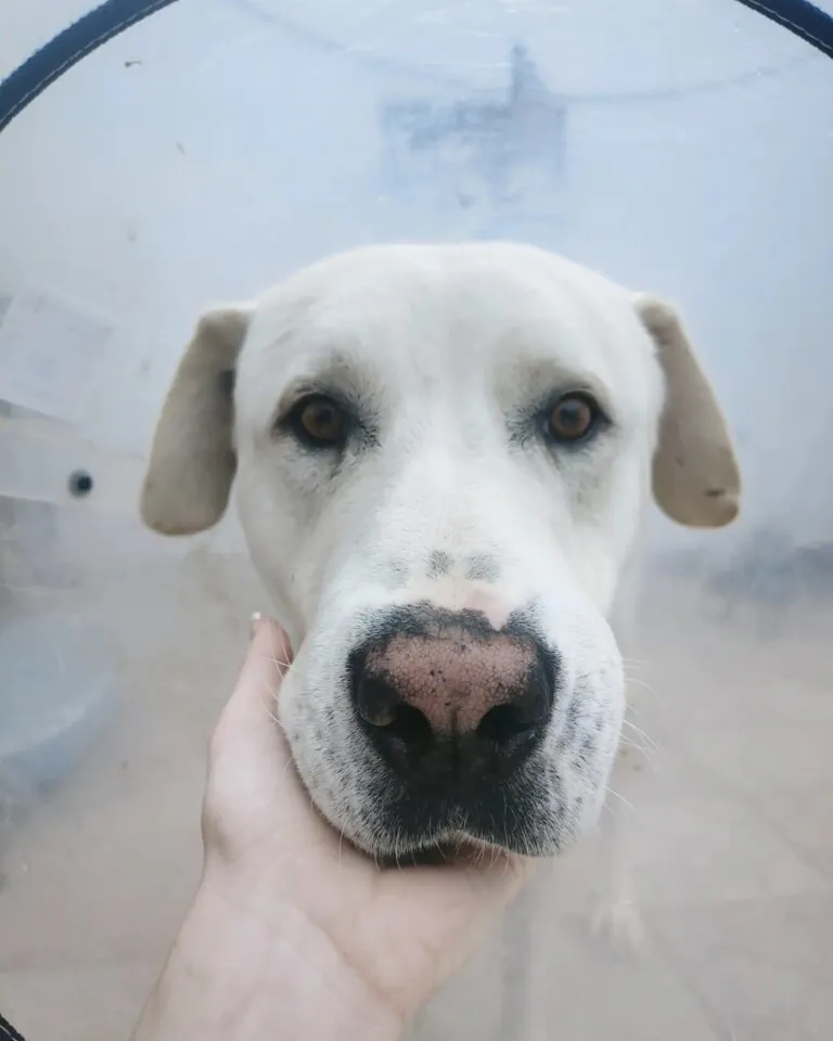 Asociacion huellas felices4 768x960