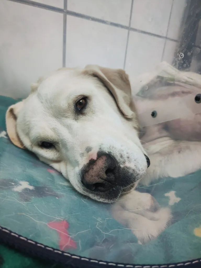 Asociacion huellas felices5 768x1024