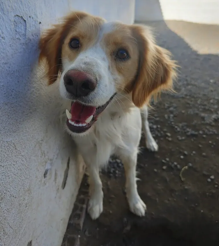 Asociacion huellas felices6 768x861