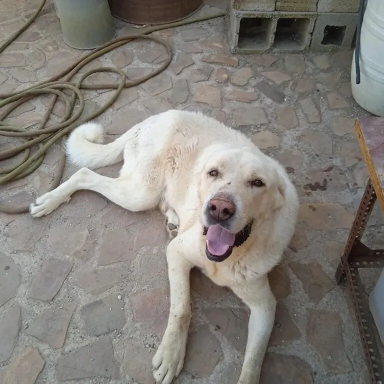 Asociacion protectora huellas del bullaque1 768x768