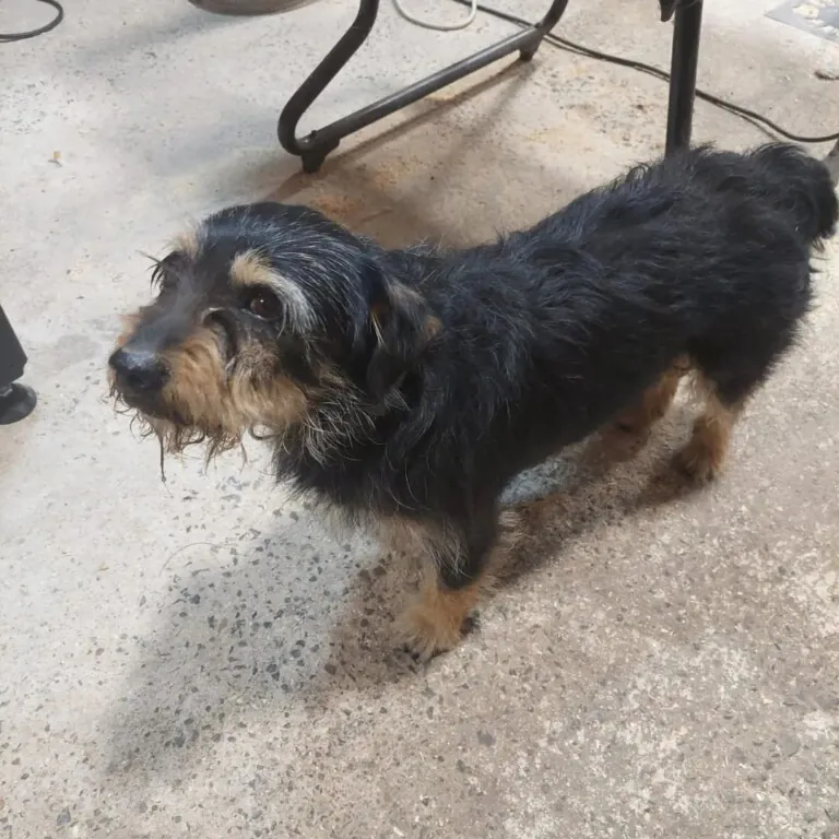 Asociacion protectora huellas del bullaque2 768x768