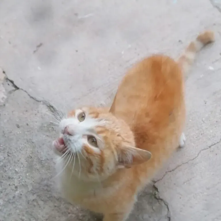 Asociacion protectora huellas del bullaque3 768x768