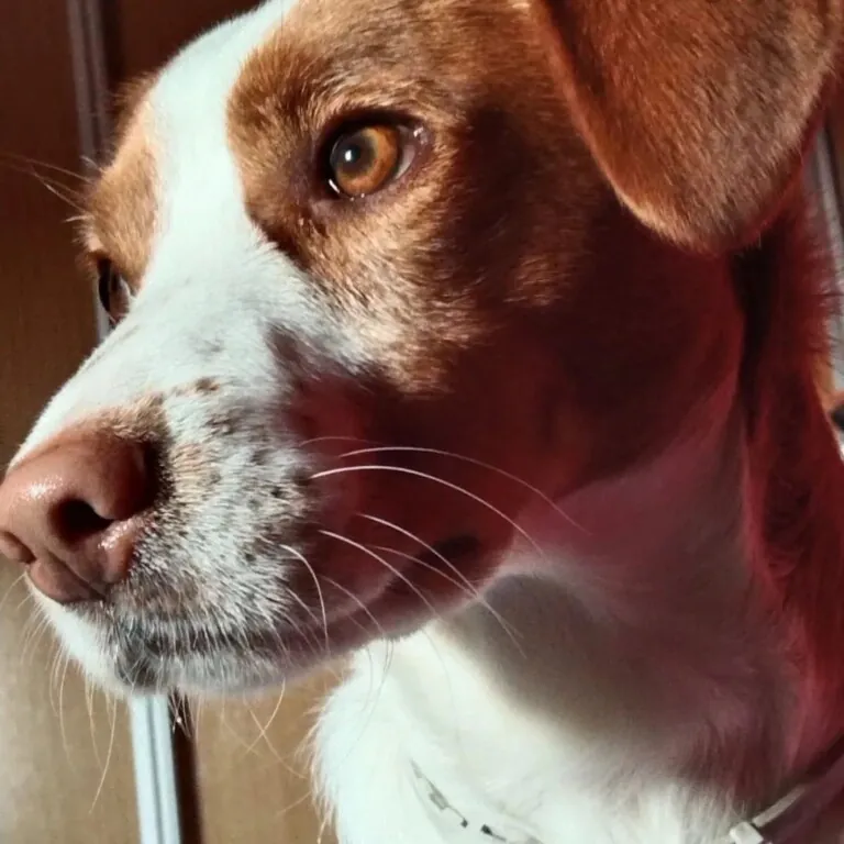 Asociacion protectora huellas del bullaque4 768x768