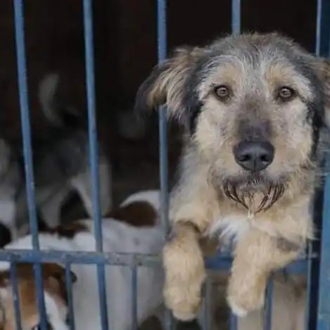 Asociacion protectora huellas del bullaque5