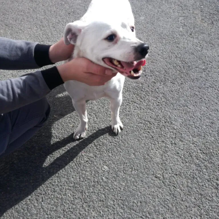 Asociacion protectora huellas del bullaque6 768x768