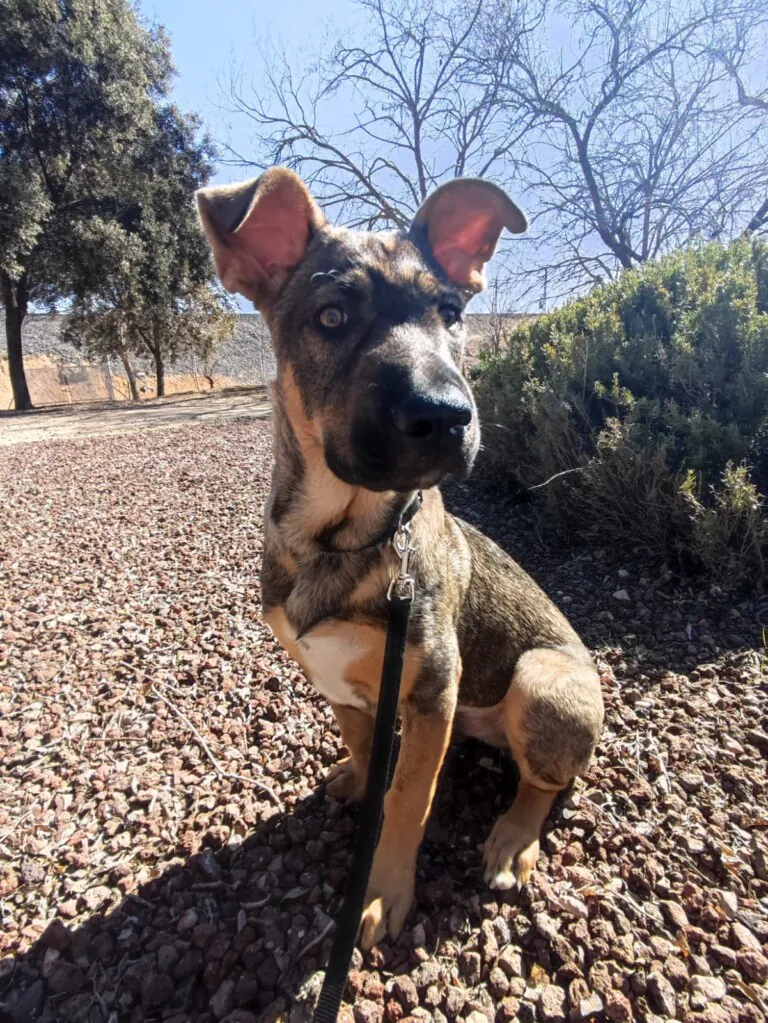 Aspa Galeca2 768x1023