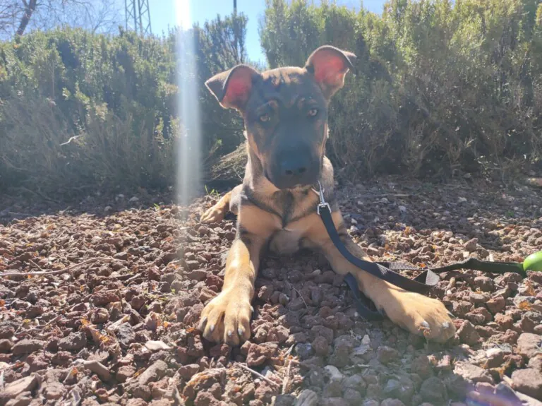 Aspa Galeca3 768x575