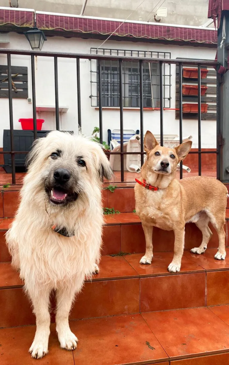 Aspa Galeca4 768x1224