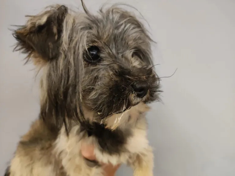 Aspa Galeca5 768x575