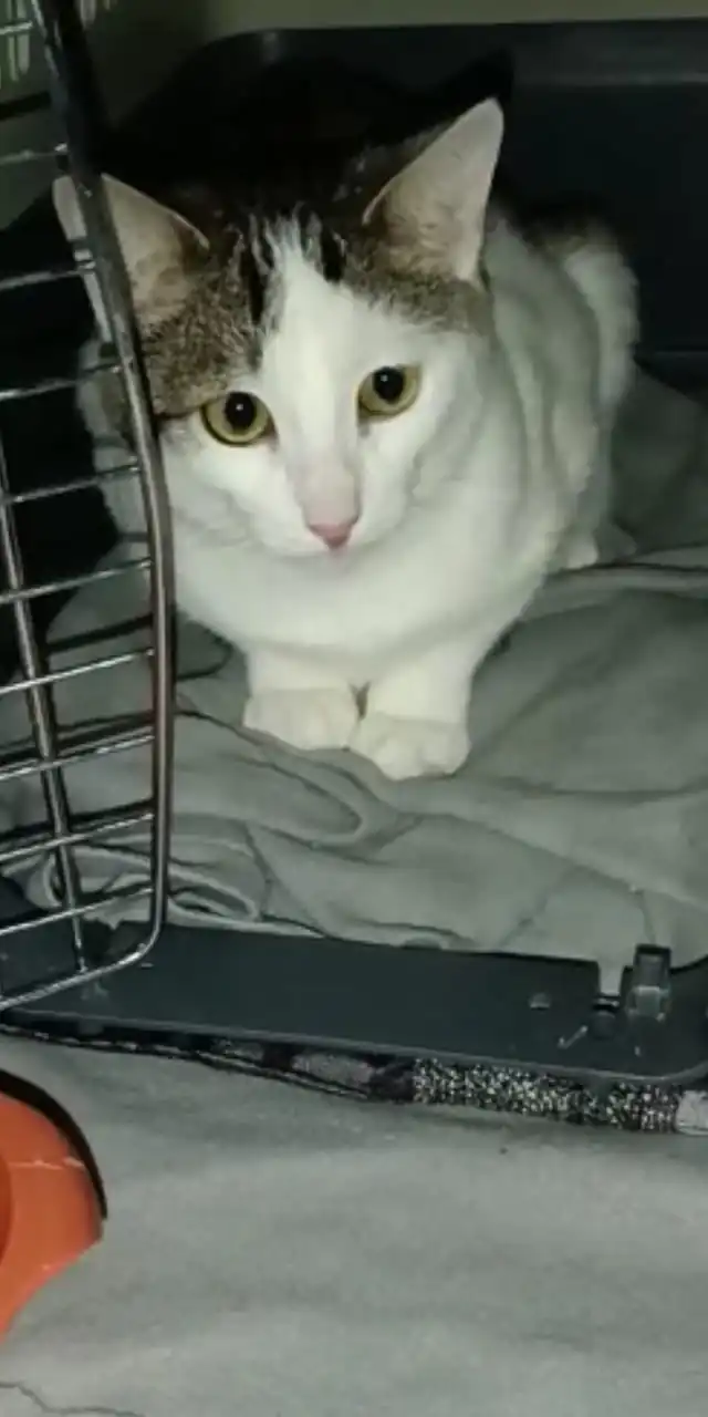 BCats Asociacion Metodo CER Daimiel2