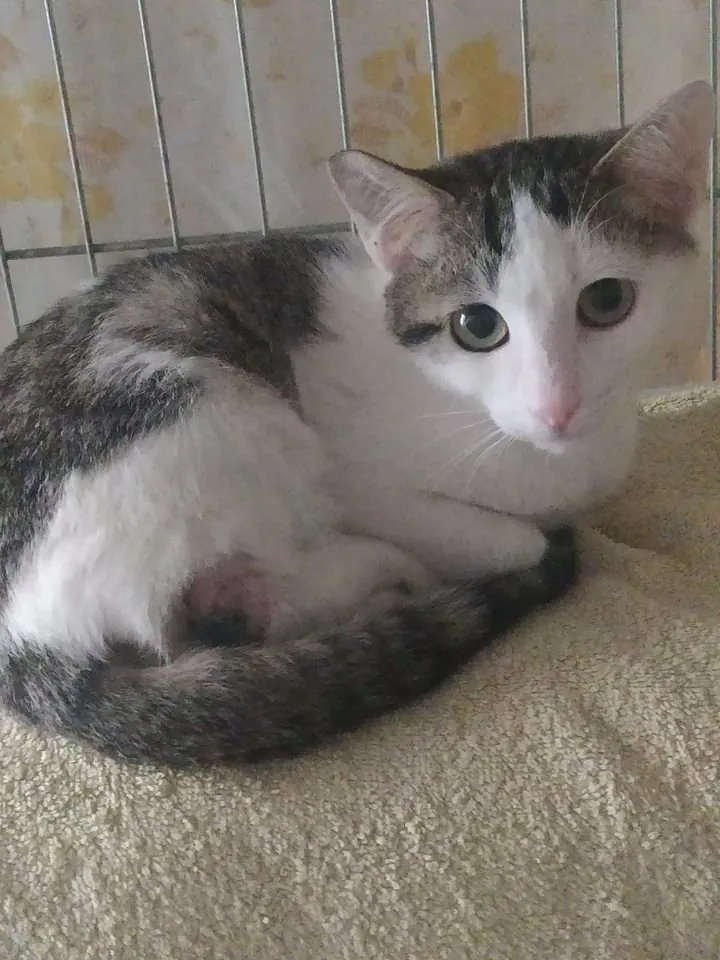 BCats Asociacion Metodo CER Daimiel3