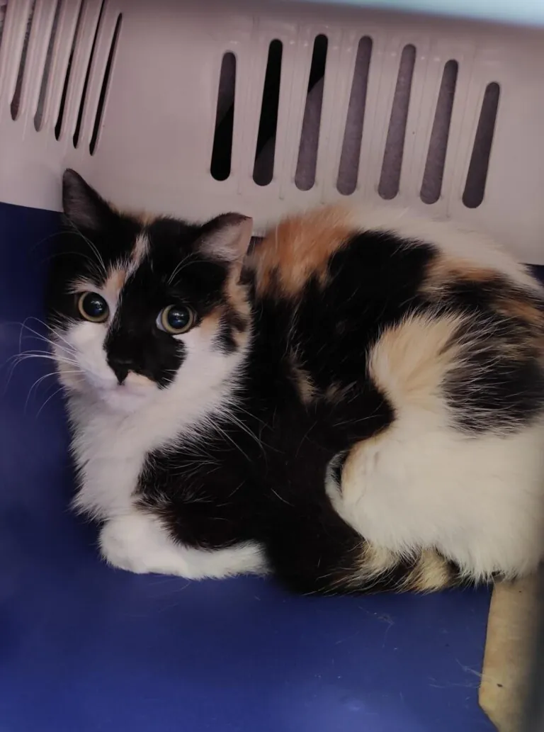 BCats Asociacion Metodo CER Daimiel4 768x1033