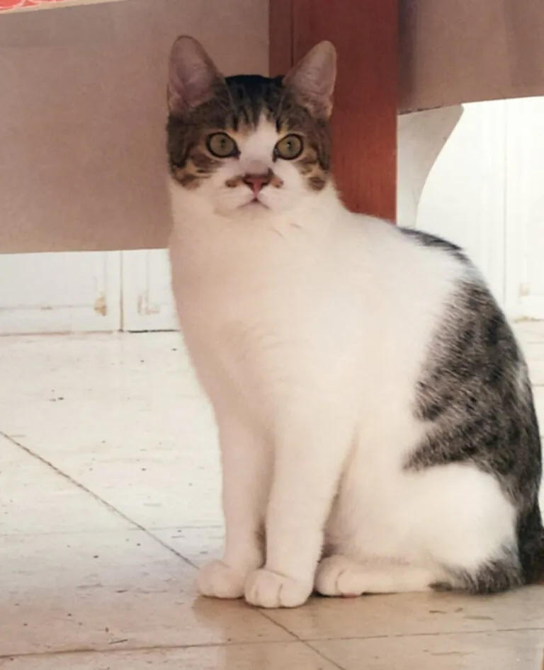 BCats Asociacion Metodo CER Daimiel6 768x946