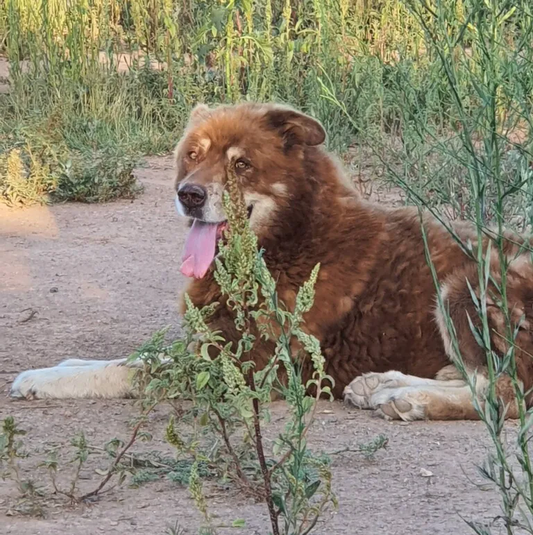 Burriana Parque Canino1 768x771