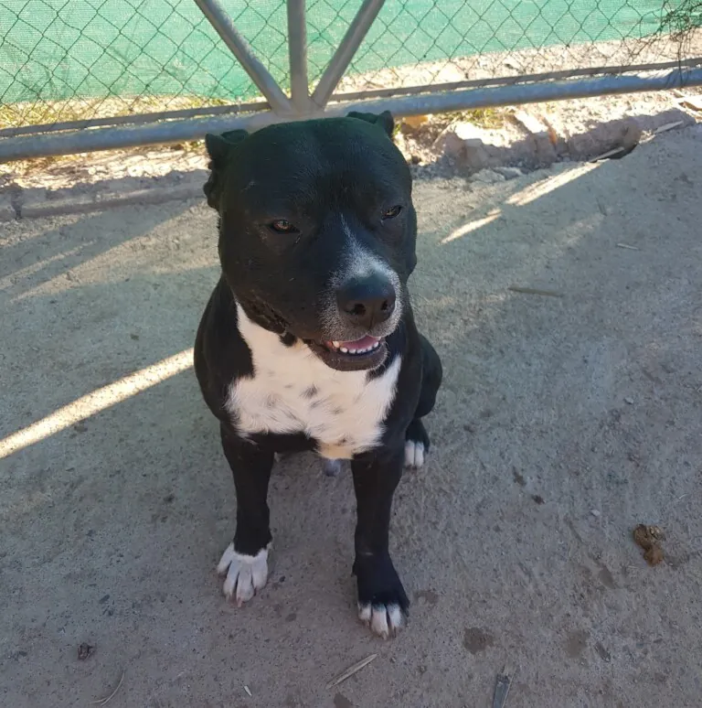 Burriana Parque Canino2 768x774