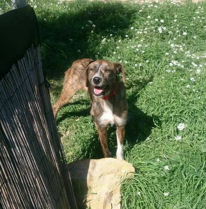 Burriana Parque Canino3