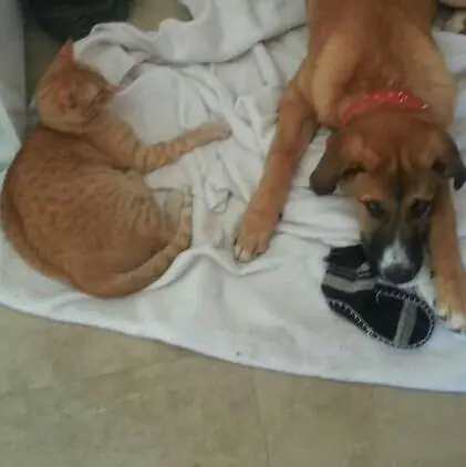 Burriana Parque Canino4