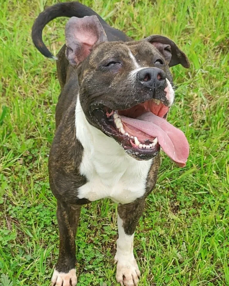 Burriana Parque Canino5 768x960