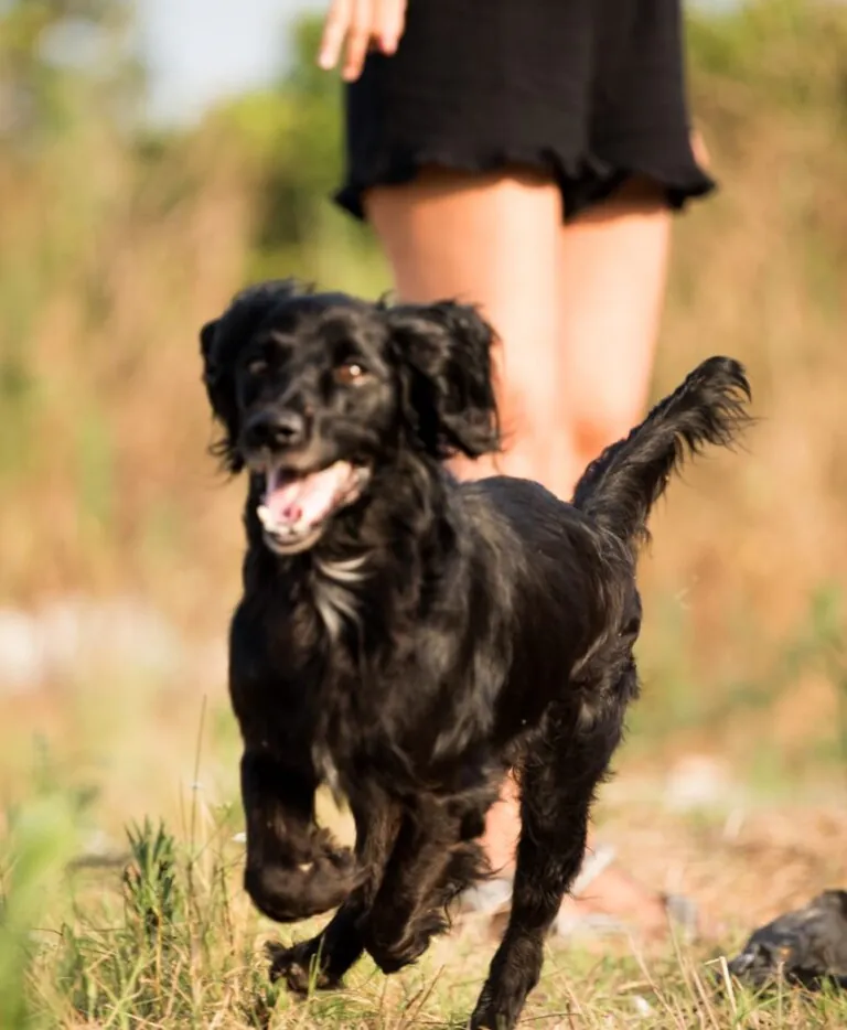 Burriana Parque Canino6 768x934