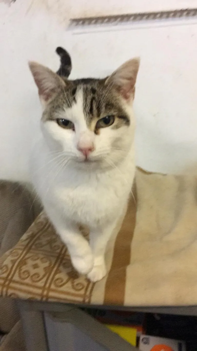 Cantabria Felina1 768x1365