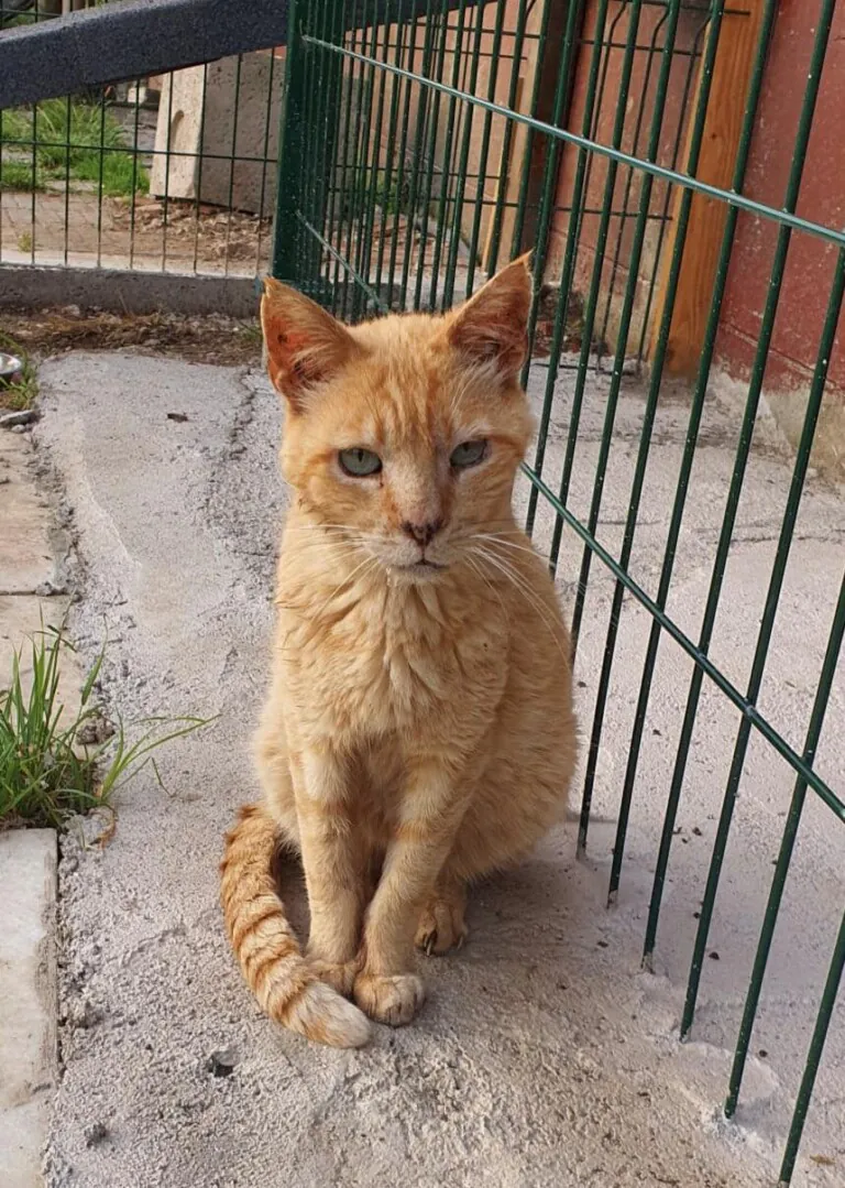 Cantabria Felina2 768x1079