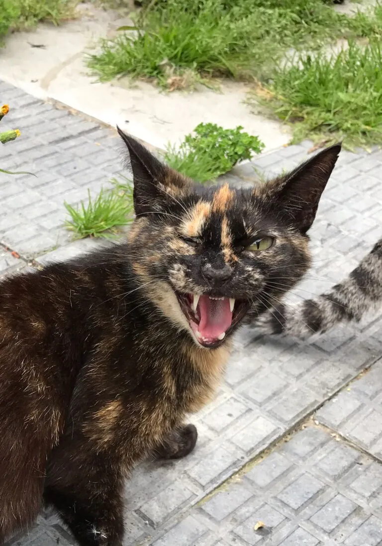 Cantabria Felina5 768x1097