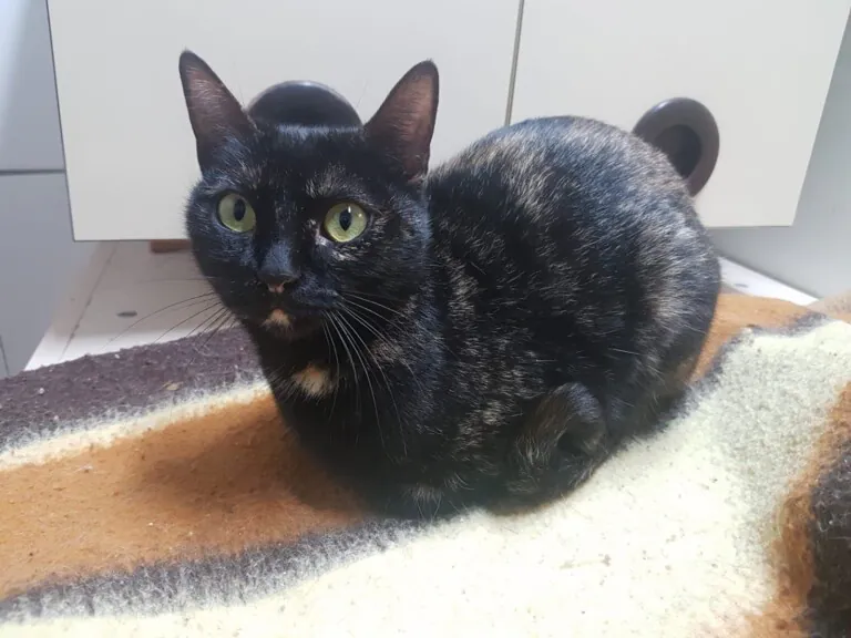 Cantabria Felina6 768x576